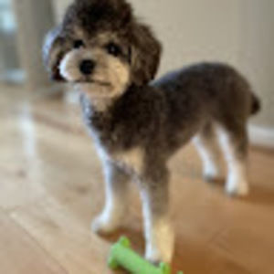 Meet your Posher, Hyun